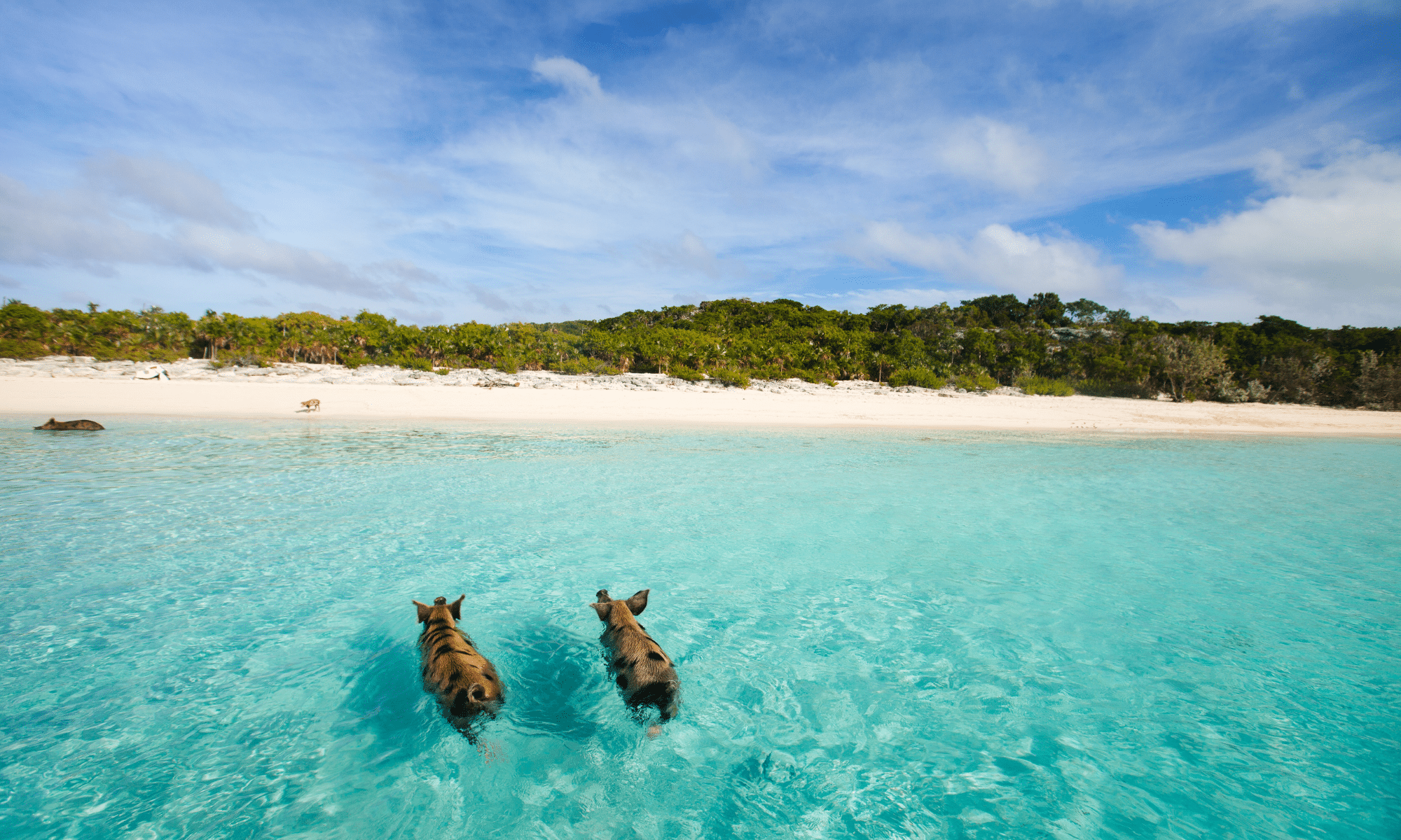 Pig beach - Outremer